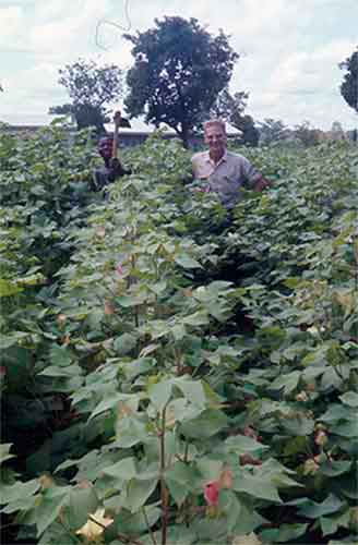 Dad and the cotton crop